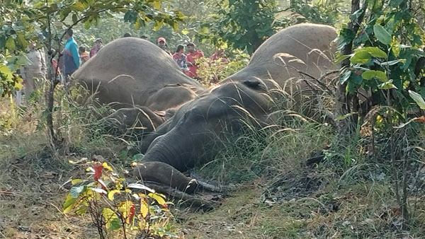 three elephant electuted to death