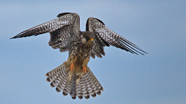 Amur Falcon