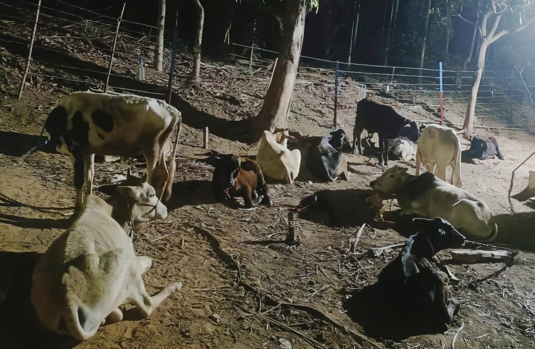 9 cattle smugglers held, 24 cows rescued in Assam
