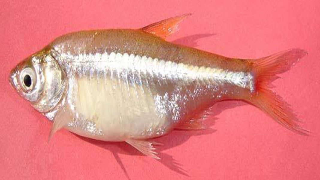 Natok 1