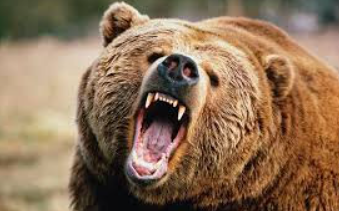 3 injured in a wild boar attack in J&K’s Thanamandi