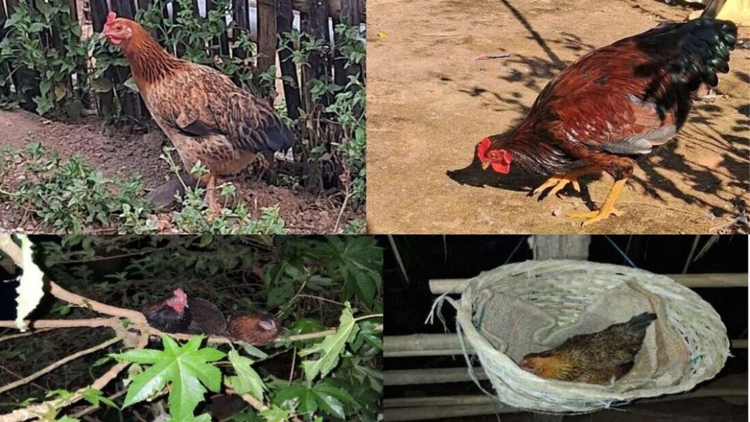 Indigenous chicken breed ‘Syiar Markasa’ set for official recognition