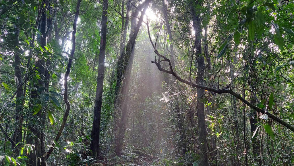 Study reveals threat to East Jaintia Hills’ sole protected forest