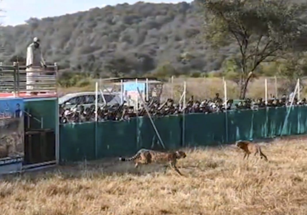 Cheetah cub released in wild at Kuno National Park dies