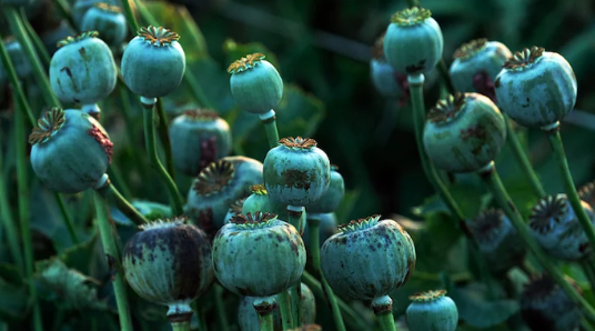 Poppy cultivation on 54 acres destroyed in Manipur’s Kangpokpi