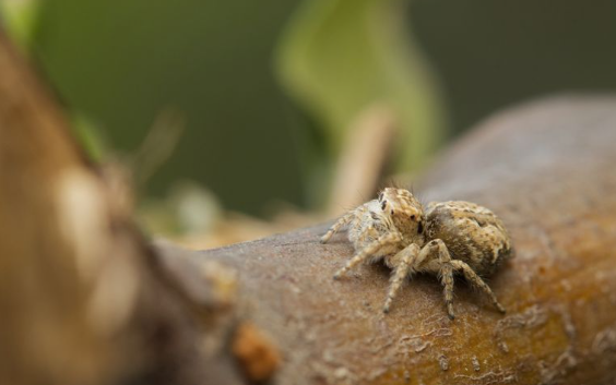 ZSI scientists discover 2 new species of jumping spiders in Meghalaya