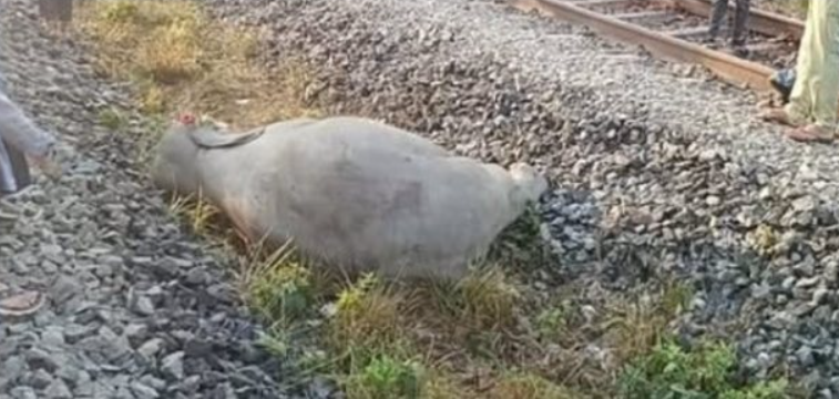 Train movement disrupted in Assam after 7 elephants killed on tracks