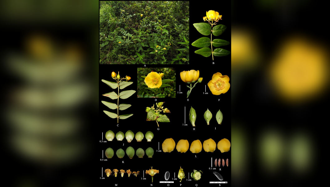 Meghalaya plant rediscovered after 133 years