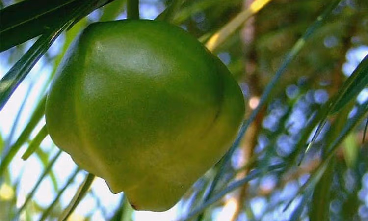 UP: Three children die after consuming poisonous fruit