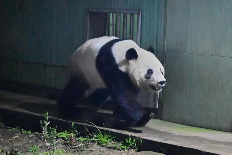 Japan’s last pair of pandas have arrived back in China