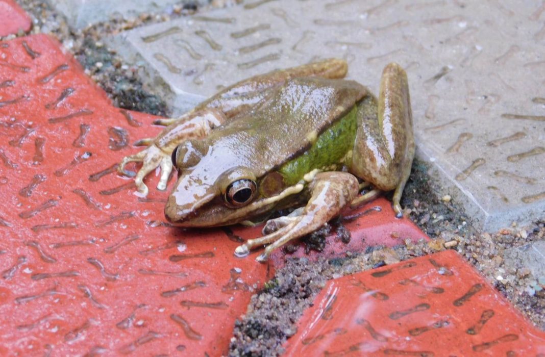Found in Nongkhyllem, Humeral Frog recorded first time in Meghalaya