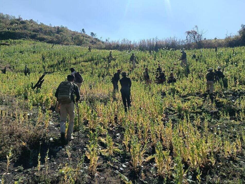 Manipur: Illicit poppy plantations on 200 acres destroyed