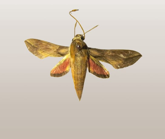 First-ever state record of moth species documented in Ri-Bhoi