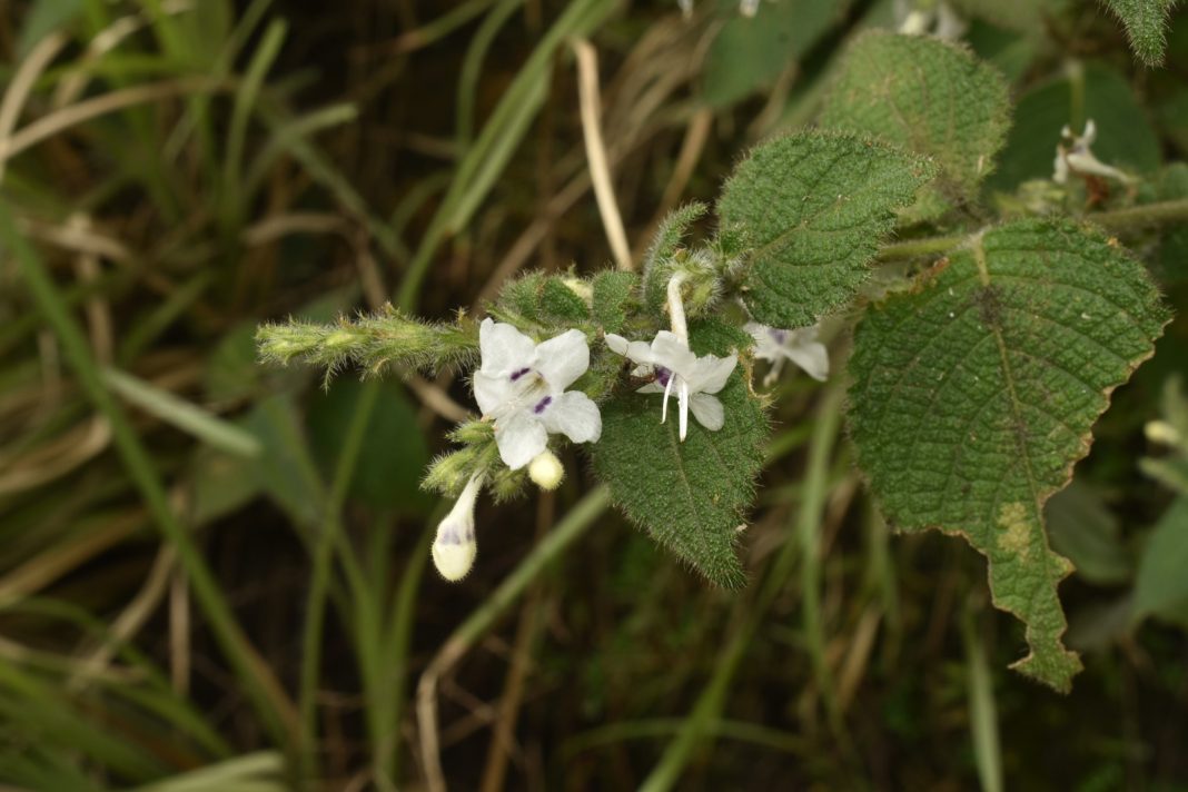 Flower, ‘lost’ from Meghalaya for 93 years, found at Mawsynram