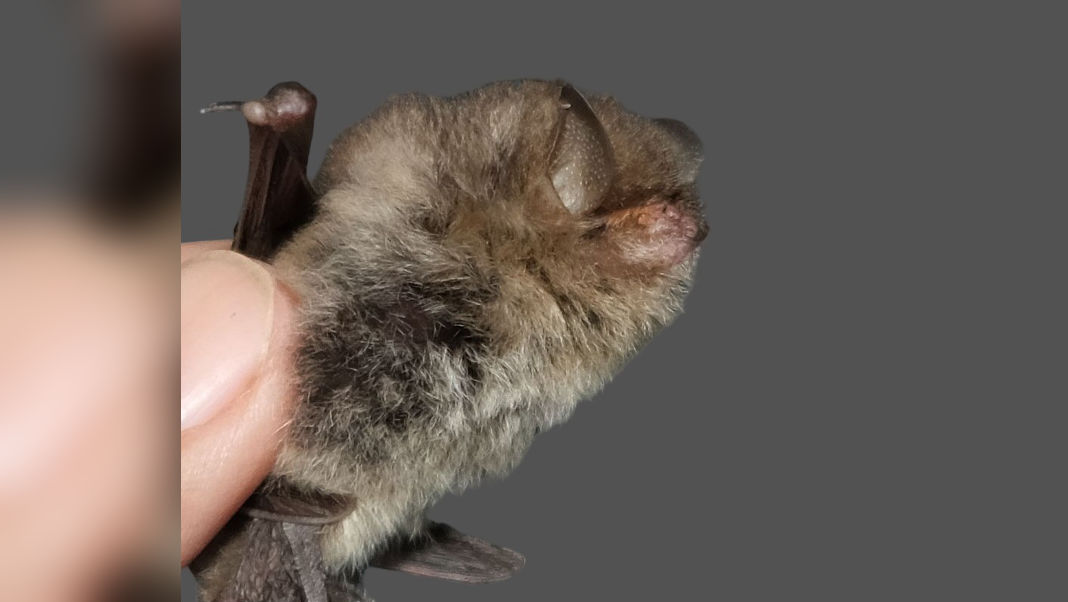 Mining, hunting pose intense threat to bats in North East