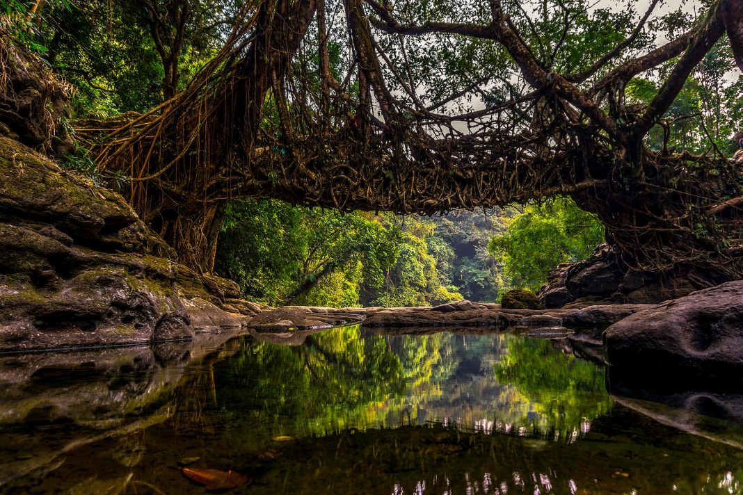 India nominates Living Root Bridges of Meghalaya for UNESCO inscription