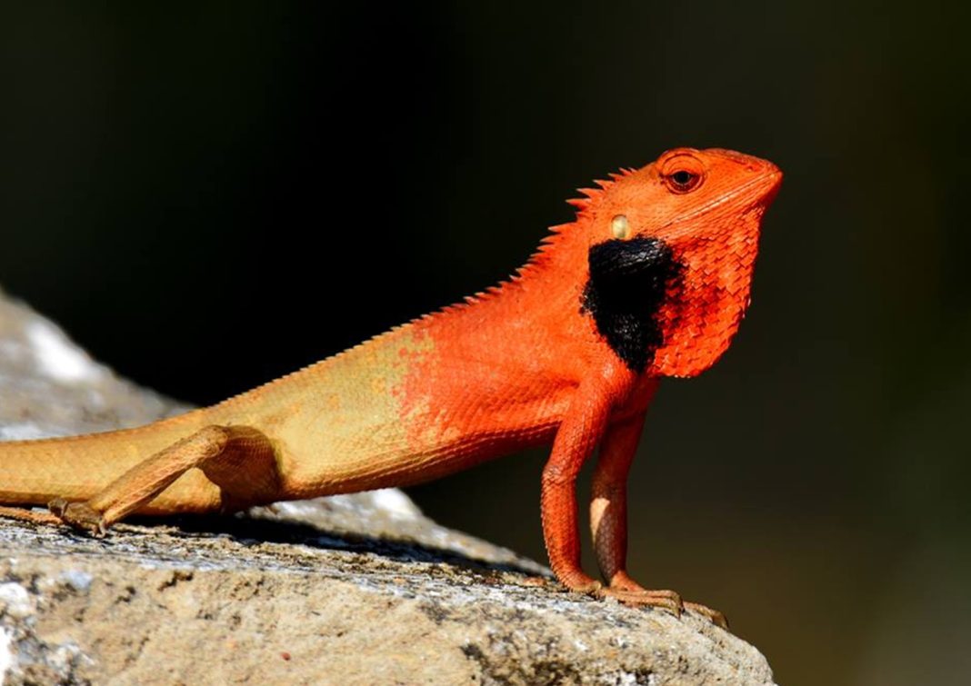 More reptile species recorded in Meghalaya, but turtles face threat