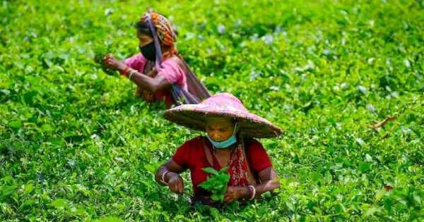 Assam’s Tea Community: The Decisive Pivot in a Shifting Political Landscape