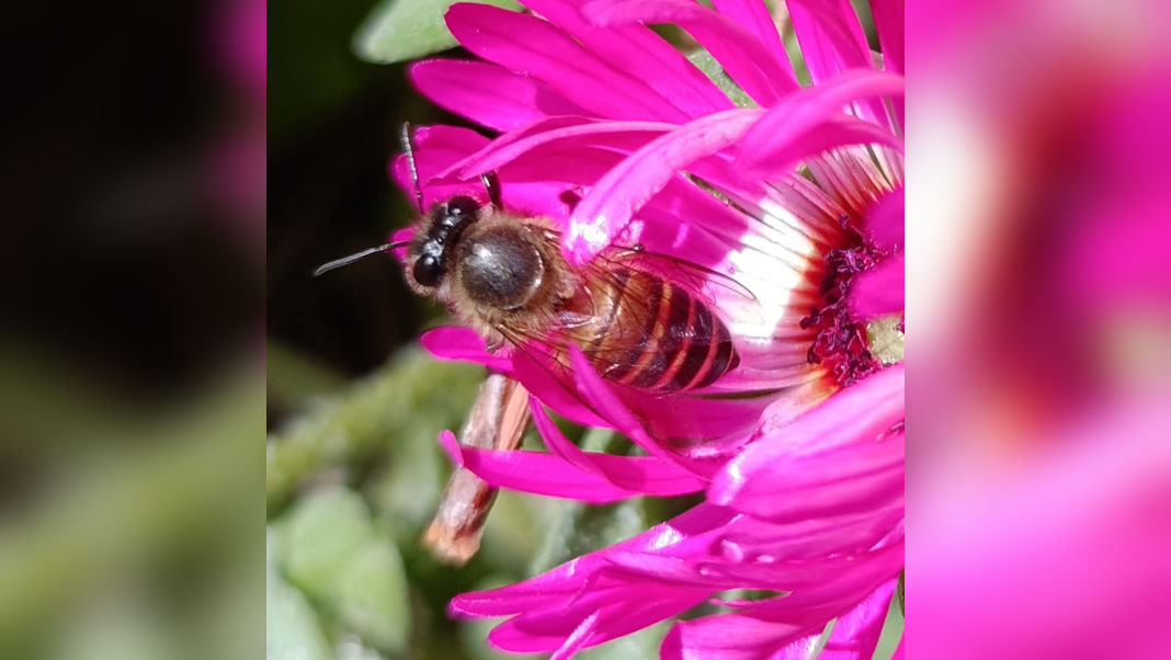 With 62 pollinator species, Meghalaya emerges as key bee hotspot