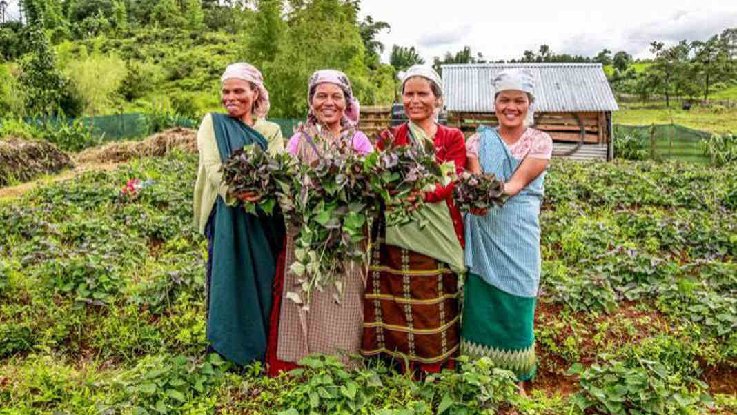 Crop yields decline in Jaintia Hills fields: Study