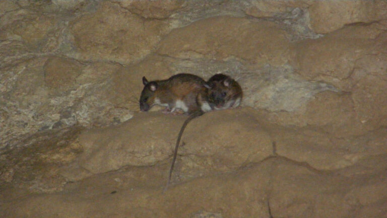 From den of bats, Meghalaya’s caves now emerge as mammal habitats
