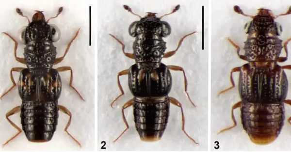 Three new rove beetle species discovered in Arunachal forests