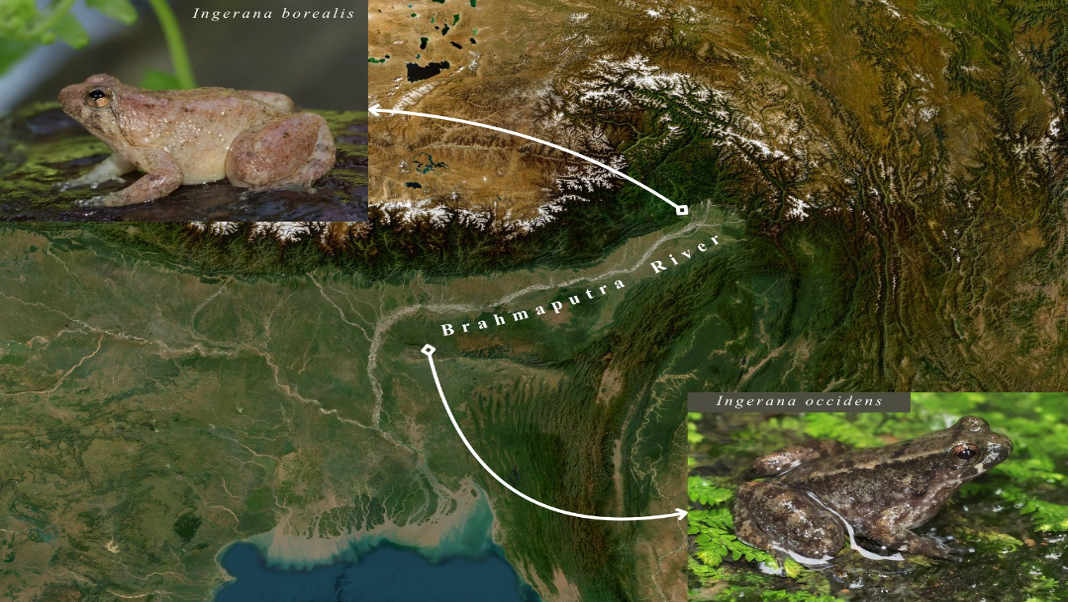 New frog species discovered ‘south of the river’ in Meghalaya