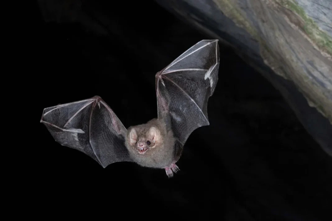 200 bats die due to heatwave in Chhattisgarh’s Korba