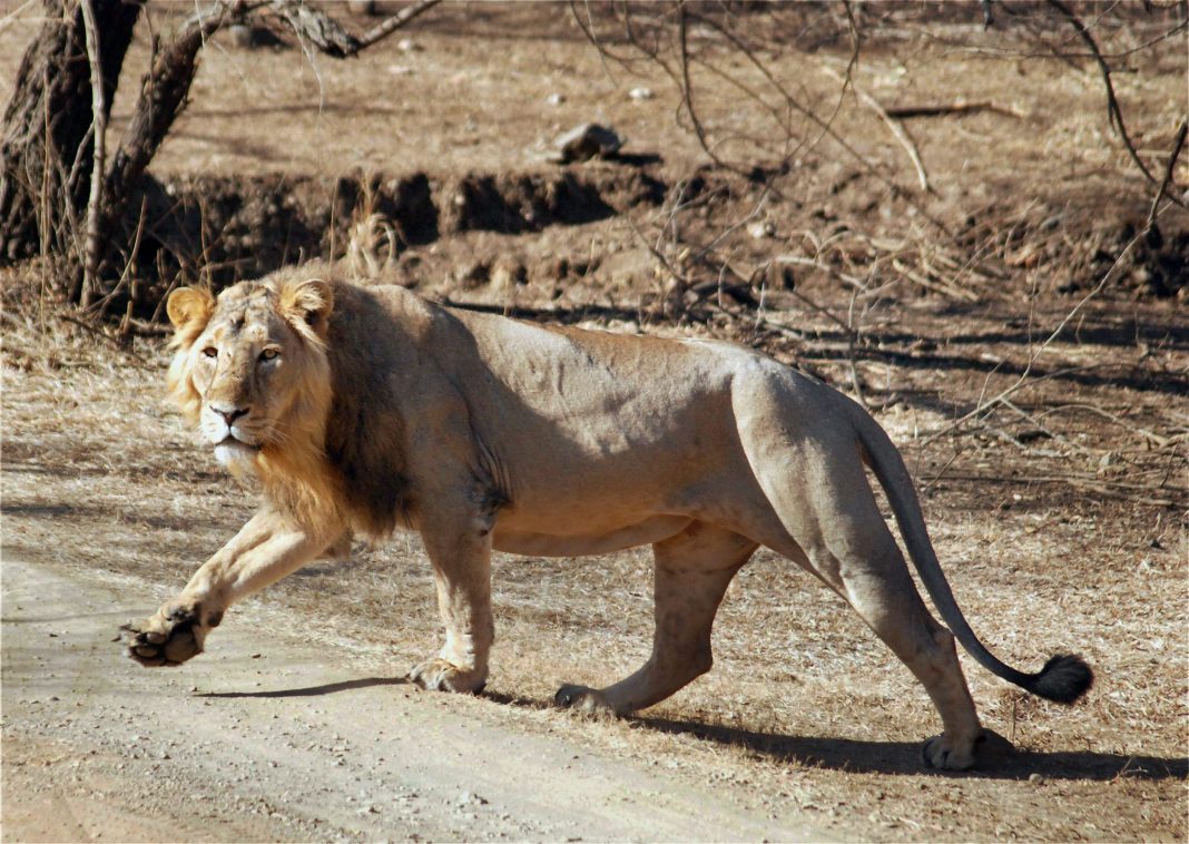 5 lions dead in Gujarat’s Gir; 2 cubs succumb to suspected viral infection, no outbreak: Govt