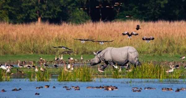 The Chronicles of Pobitora and the Evolution of Assamese Ecological Consciousness