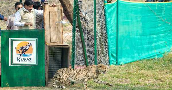 2 cheetahs released into wild in Kuno; CM Yadav says MP now recognised as ‘Cheetah State’