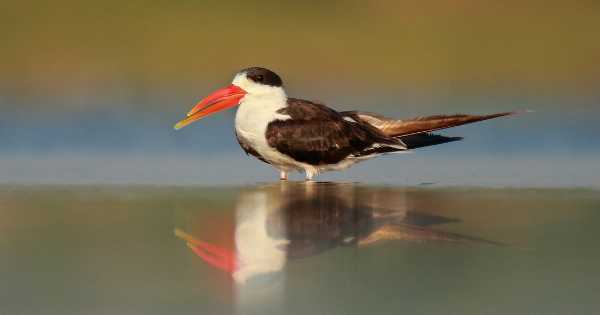 Indian Skimmer returns to Bhagalpur’s Vikramshila Dolphin Reserve after 20 years: Namami Gange