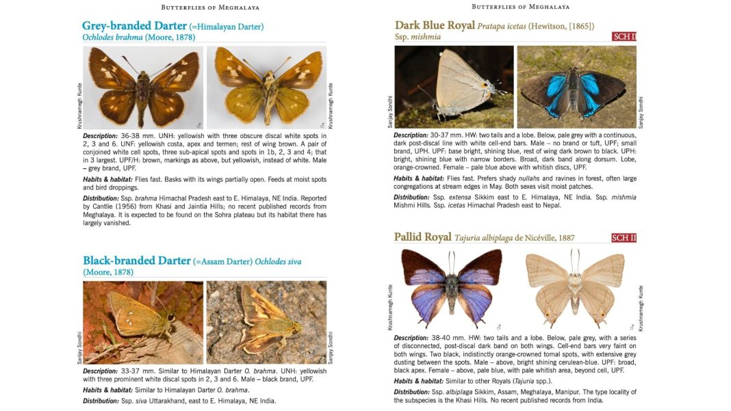 New book flags 30 ‘ghost butterfly’ species of Meghalaya