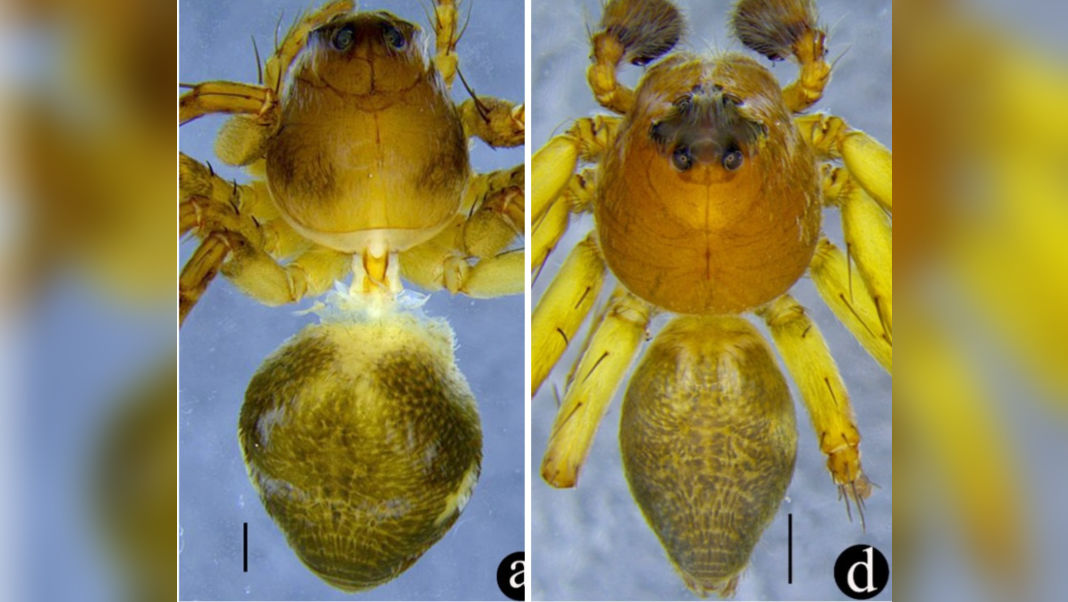 New spider species found hidden in Mawlyngot’s hillsides