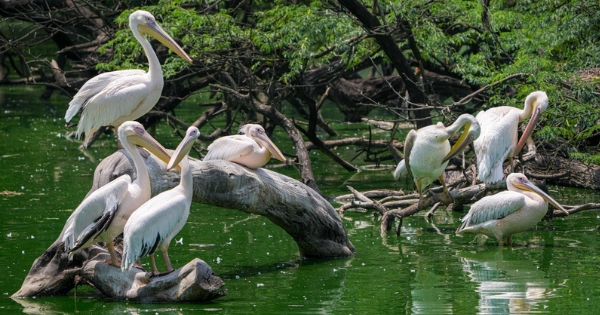 The fading green: Central Delhi lost 74 pc of its healthiest ecosystems in 3 decades, study says