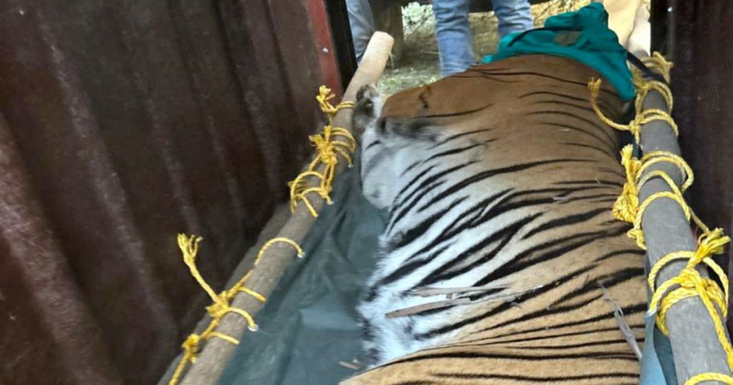 Tigress Zeenat, who caught attention with 300-km journey across 3 states, gives birth to 4 cubs
