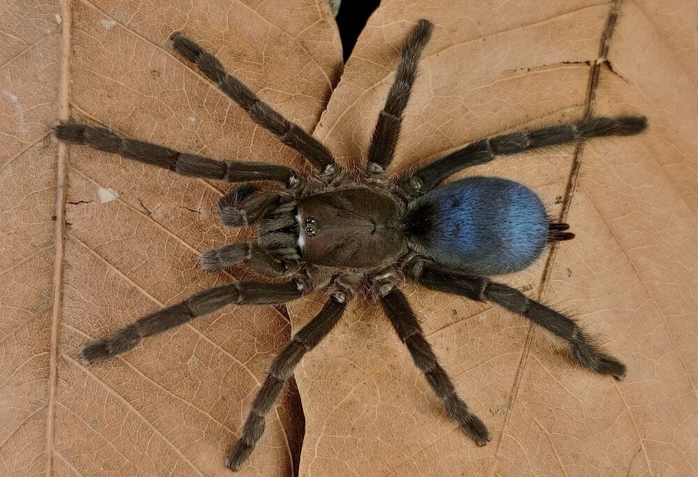 New metallic-blue Tarantula adds to Meghalaya’s rich biodiversity