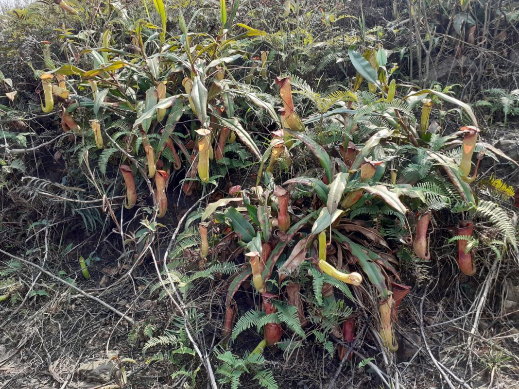 Youth lack knowledge about iconic pitcher plant’s medicinal value