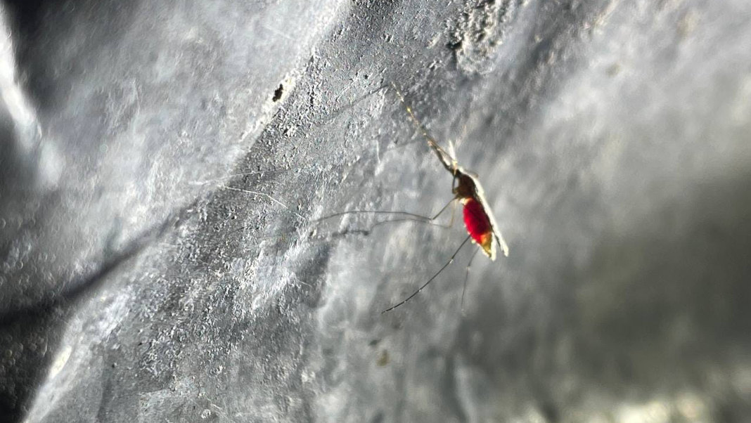 Meghalaya offers clues to India’s malaria battle