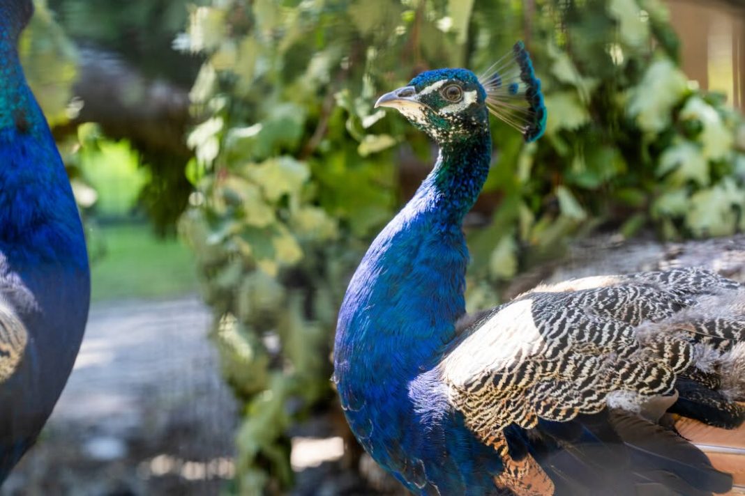 India donates five peacocks to UN Geneva, reviving decades-old tradition