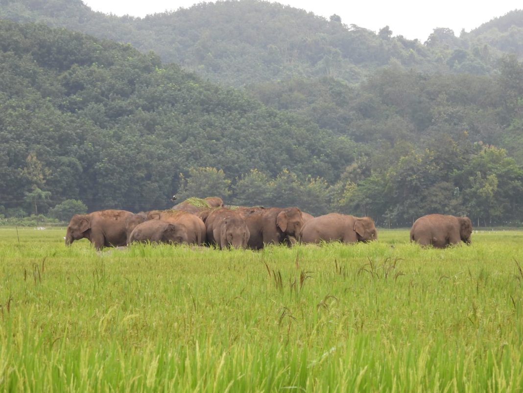 Elephant corridors shrink along Meghalaya-Assam border