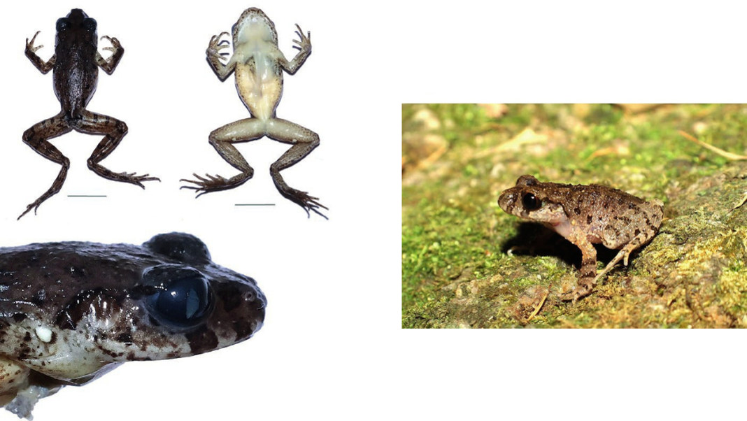 Frog ‘discovered’ in Garo Hills turns out not a new species
