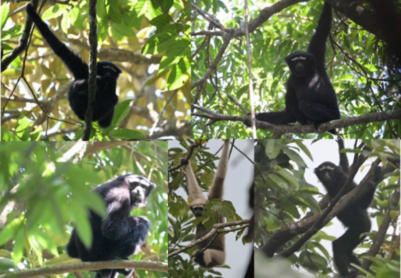 Hoolock gibbons adapt to changing Garo Hills landscape