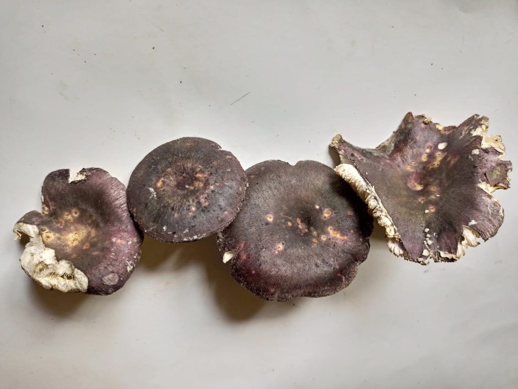 Mushroom found in Ri-Bhoi in 2022 identified as new species