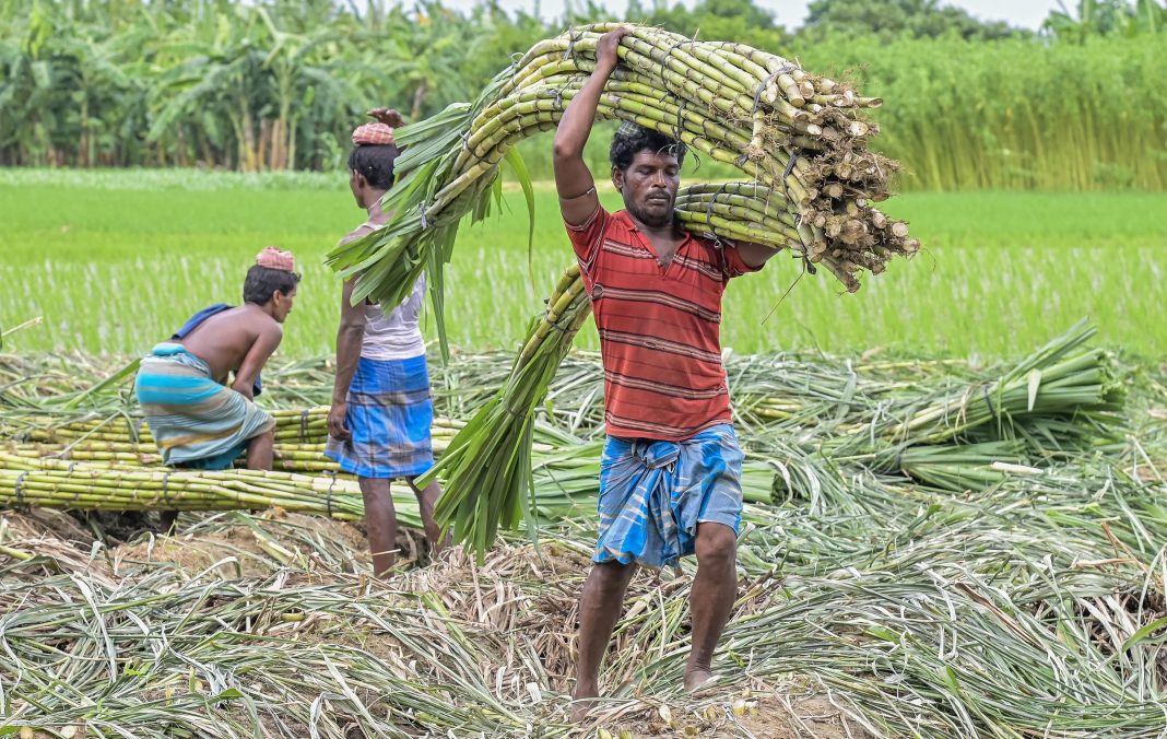 Govt to allocate fortnightly sugar sale quota to mills from Sep to prevent artificial scarcity
