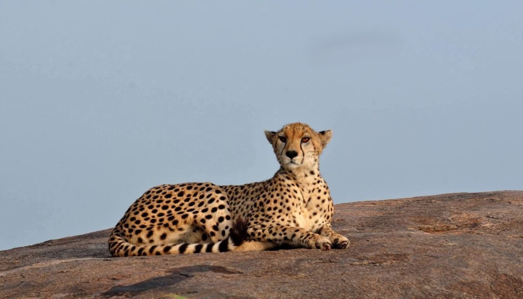 Cheetah Nirva missing from Kuno found after 11-day search; faulty collar replaced