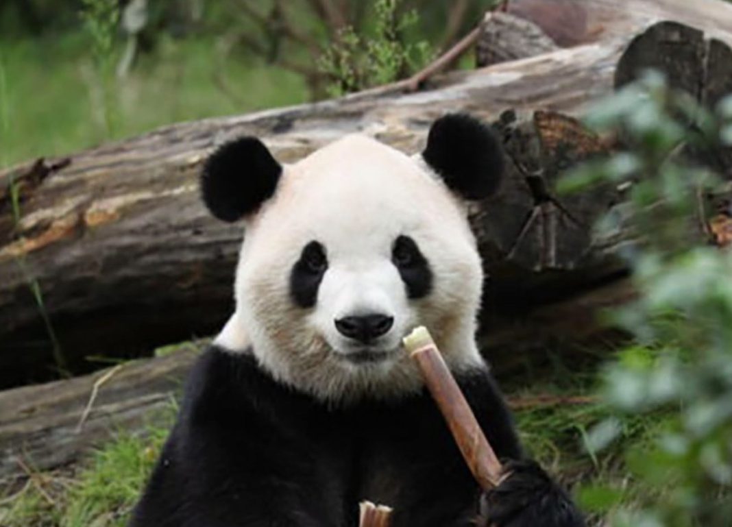 2 giant pandas set off to Atlanta zoo from China after Xi-Trump summit