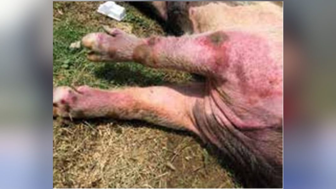 Pig disease with little clinical signs raises concern in state