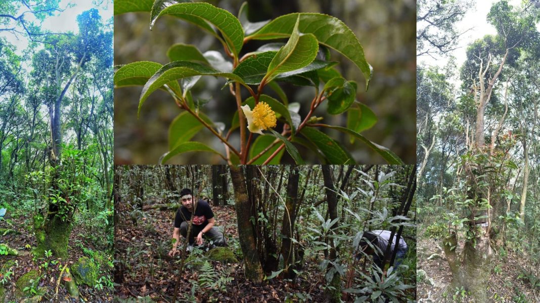 Critically endangered tree in Meghalaya faces habitat change