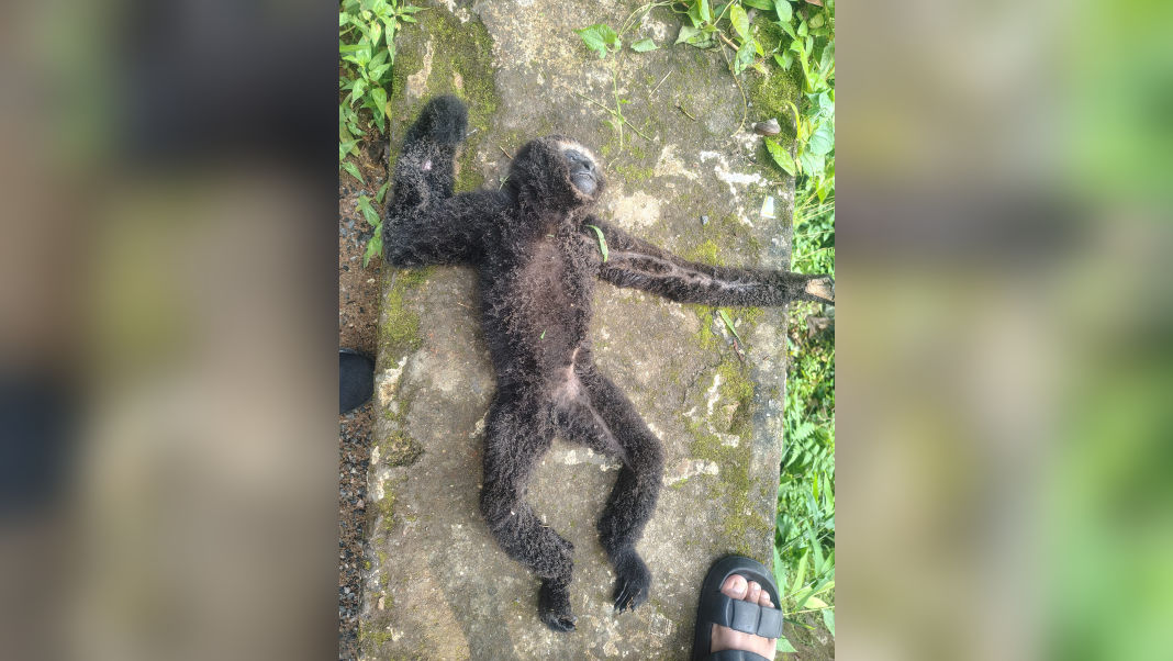 Endangered Hoolock gibbon electrocuted near Tura Peak